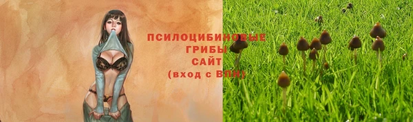 PSILOCYBIN Армянск
