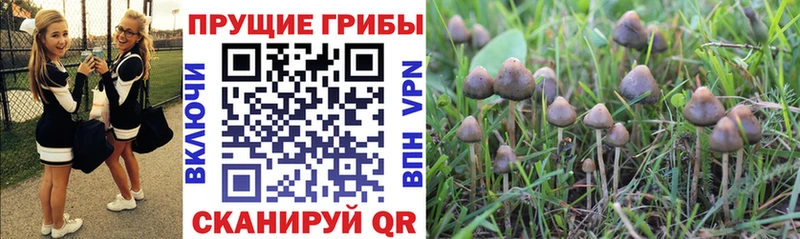 даркнет сайт  Снежногорск  Псилоцибиновые грибы Magic Shrooms 
